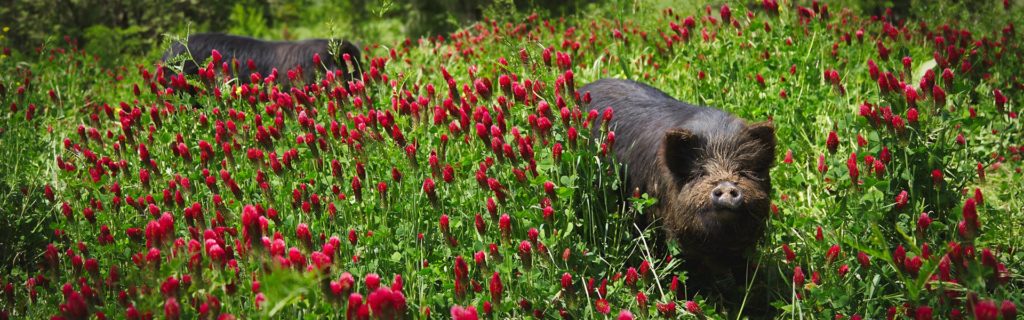 american-guinea-hogs