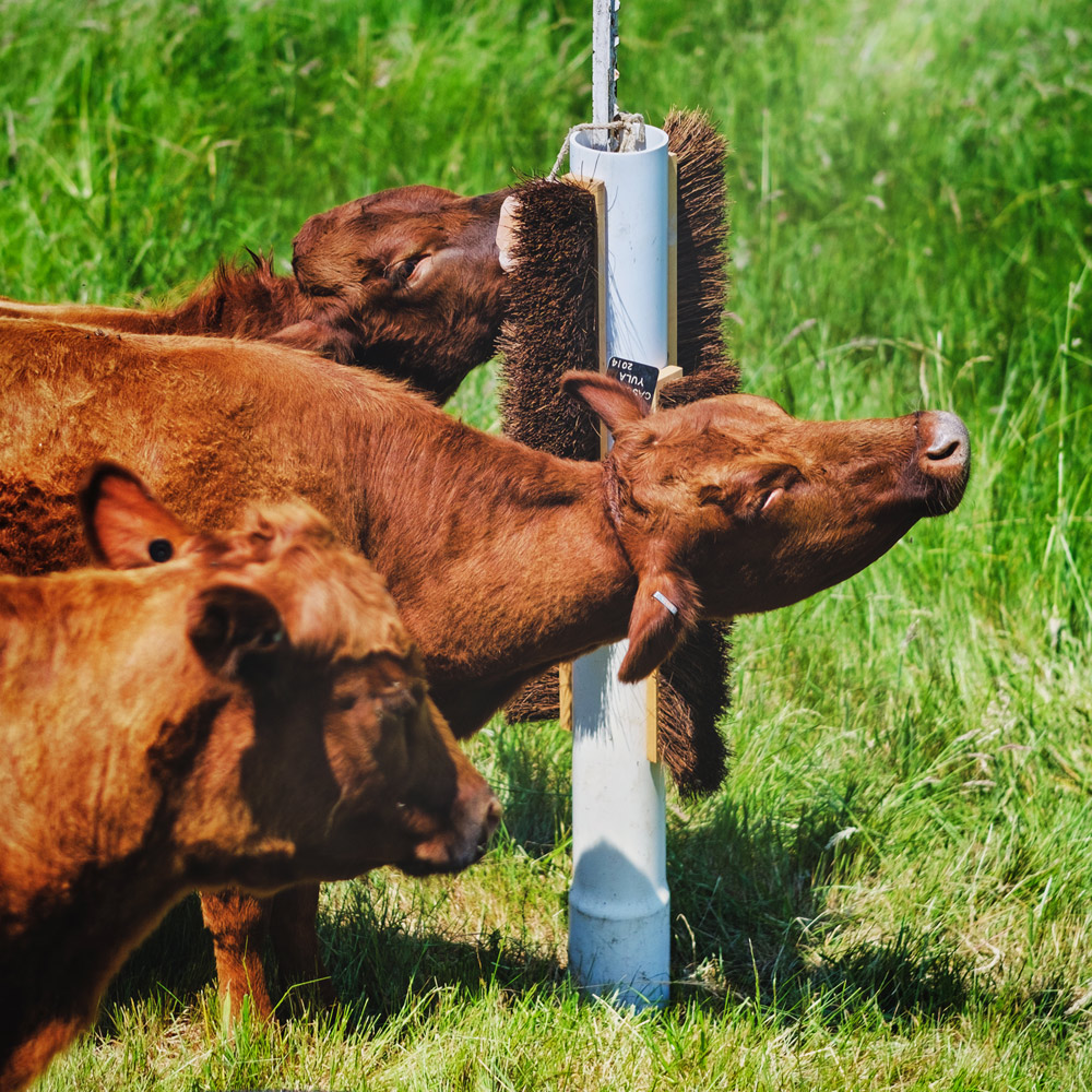DEXTER COWS Tabula Rasa Farms Carlton Oregon