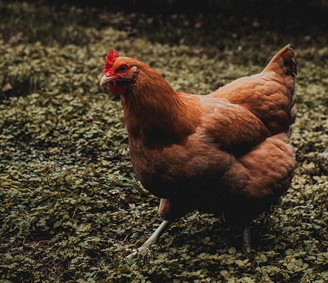 Pasture-raised, free-range chickens and eggs