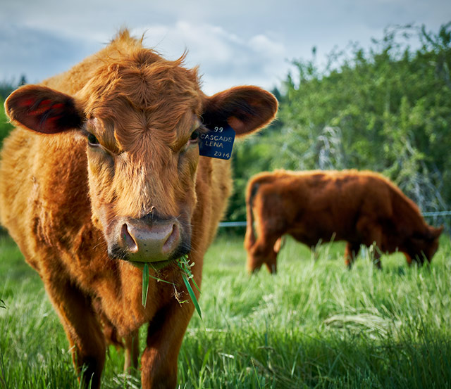 grass-fed and grass-finished beef