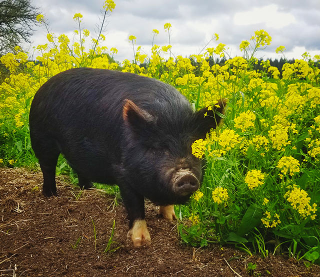 heritage breed pastured pork