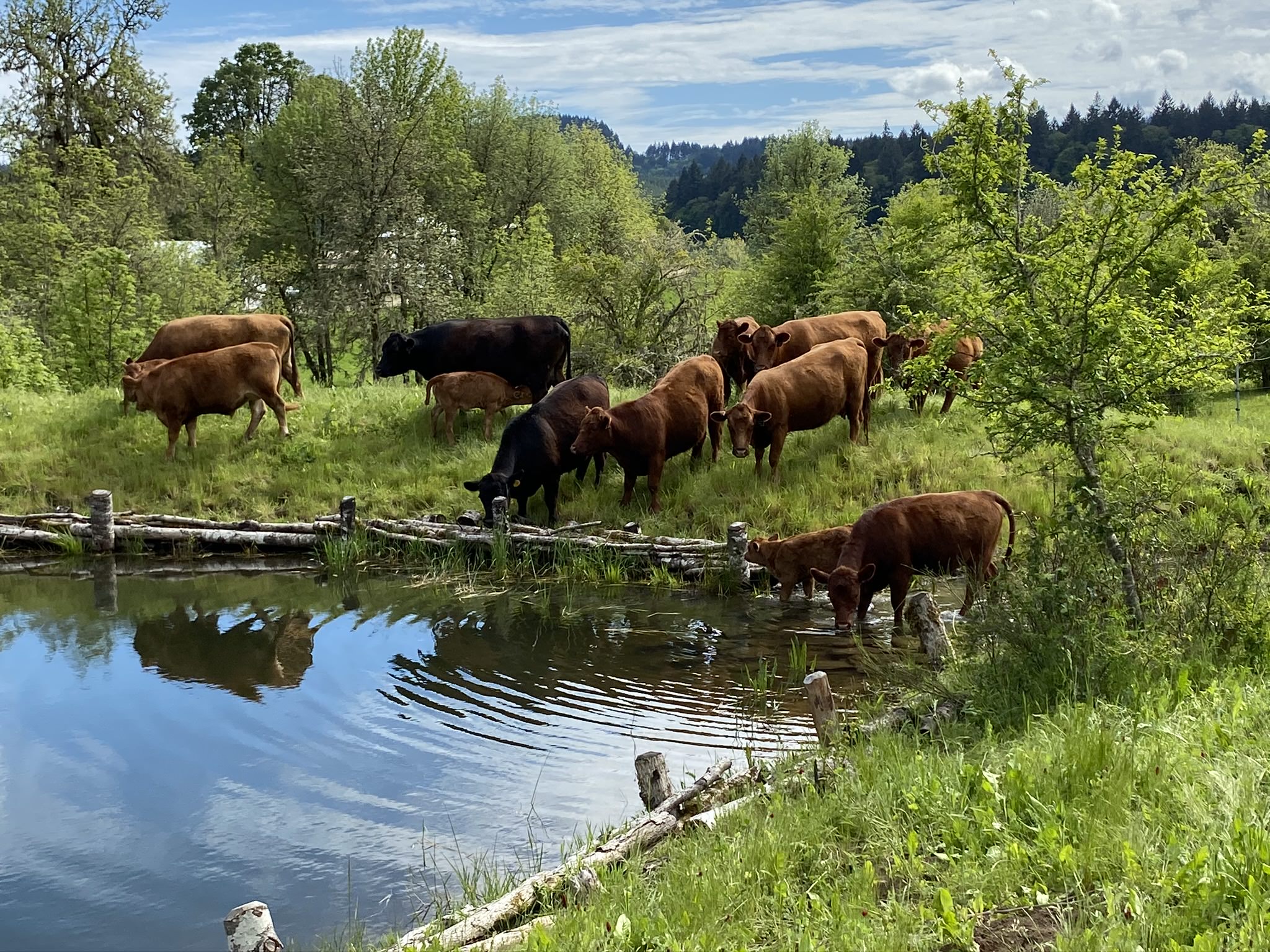 We are connecting with like-minded souls, but perhaps more importantly like hearted people to take the leap in regenerative farming as a working sustainable business model. We are moving forward to scale our business with more land for our animals and new spaces where our community can gather for learning, celebration, relaxation and growth. 