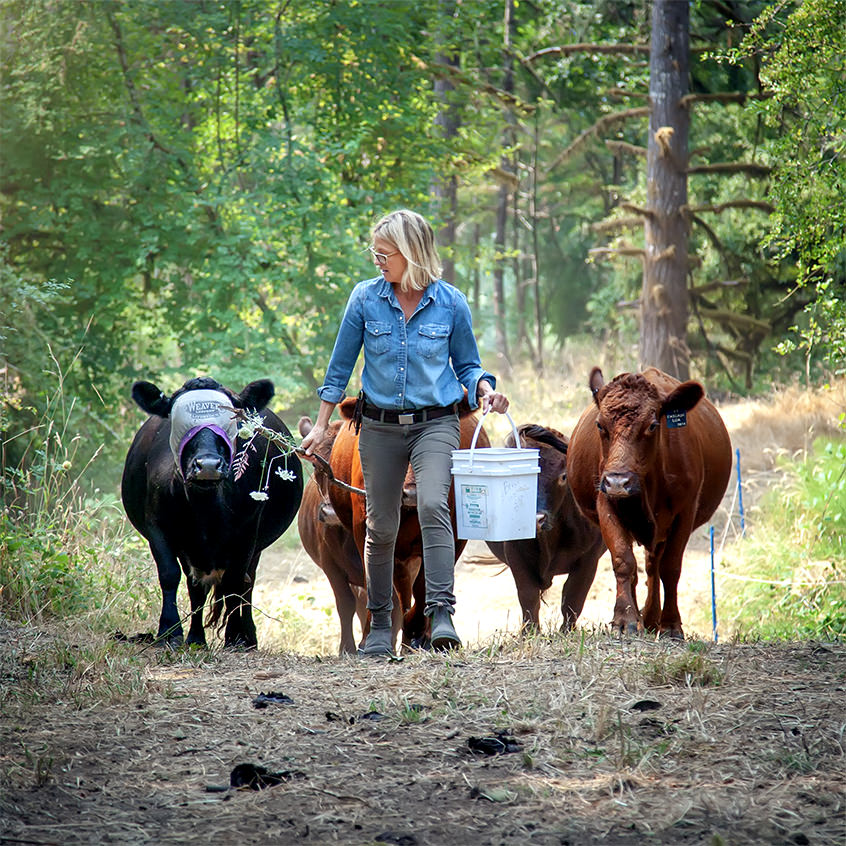 walking with cows down a wooded path