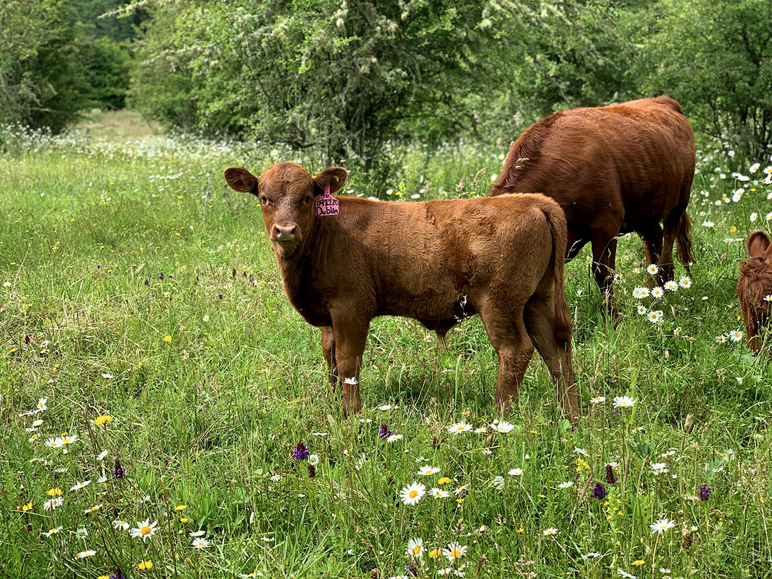 Cows in flower field