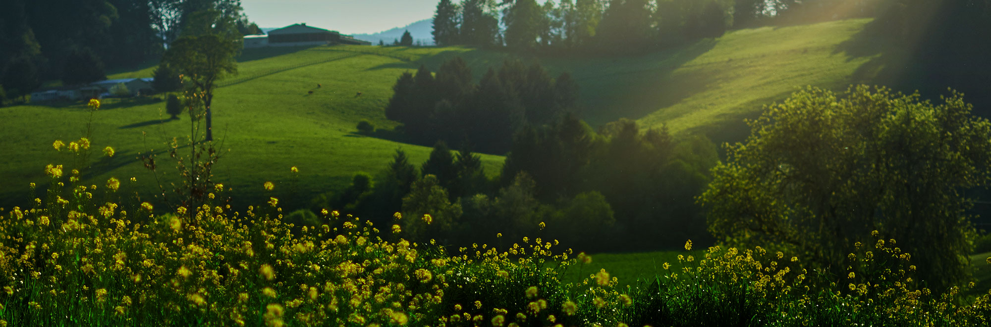Lush green pastureland with yellow flowers