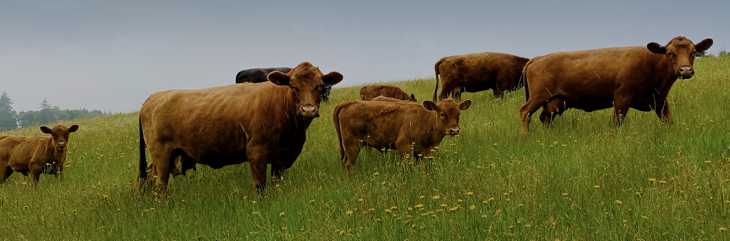 Cows and calfs grazing in a open pasture