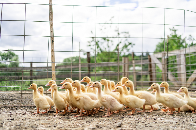 Pasture-raised, free-range chickens and eggs