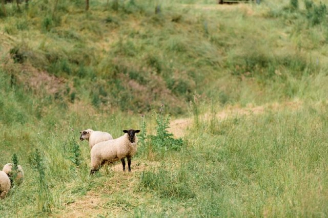 Pasture-raised, free-range chickens and eggs