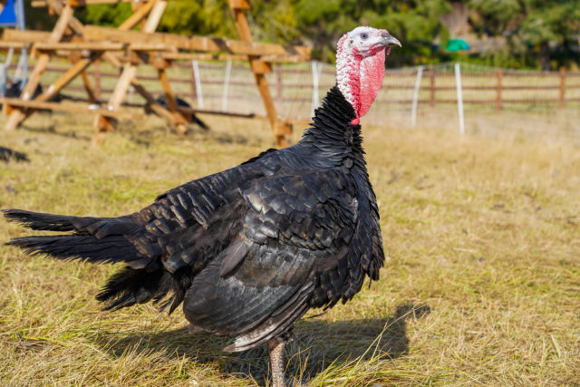 Pasture-raised, free-range chickens and eggs